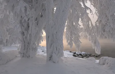 Обои на рабочий стол Сибирская зима - снег и морозный иней украсили деревья  на берегу Енисея. Фотограф Фомина Марина, обои для рабочего стола, скачать  обои, обои бесплатно