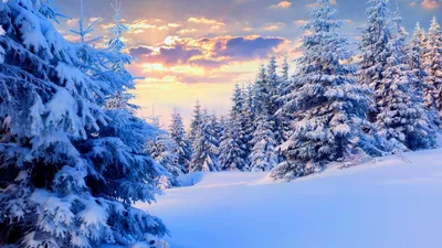 Зима снег, деревья в снегу фото, обои на рабочий стол