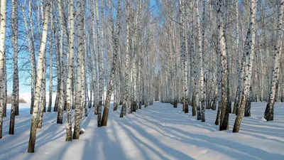 Фотография Зима Природа снега сезон года