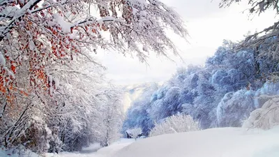 Обои зима, снег, замораживание, весна, ветвь - картинка на рабочий стол и  фото бесплатно
