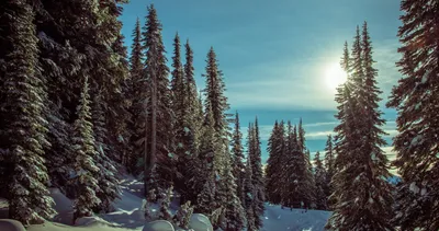 Лес, зима, снег, следы, горы, небо, солнце обои для рабочего стола,  картинки, фото, 1920x1080.