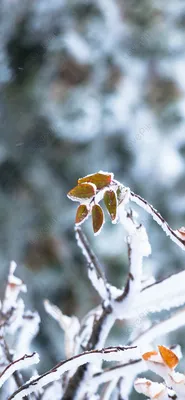 Обои на рабочий стол: Зима, Снег, Дерево, Вечер, Земля/природа - скачать  картинку на ПК бесплатно № 873419