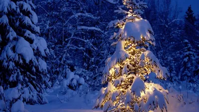Картинки фото, природа, зима, елка, новый год, красиво, снег, огни - обои  1366x768, картинка №157199