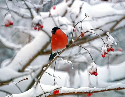 Снегири птицы зимой красивые (38 фото) - красивые фото и картинки  pofoto.club