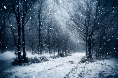 Зимняя ночь с падающими снежинками. снегопад, деревья в лесу в снегу с боке  | Премиум Фото