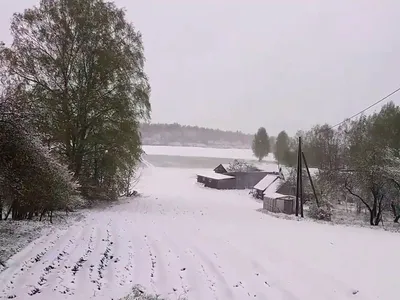 Природа Зима фон с ветвями снегопада Стоковое Изображение - изображение  насчитывающей заморозок, сосенка: 159918829