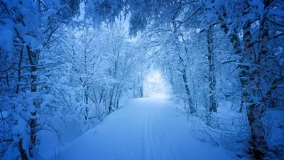 Обои зима, лес, снег, деревья, река, river, winter, forest, snow, trees,  5K, Природа #23942