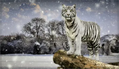 Картинка Тигры Зима белых Снежинки животное 1920x1128