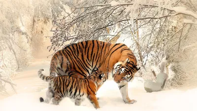 Скачать обои тигр, морда, деревья, снег, зима разрешение 960x854 #156790
