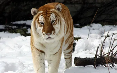 Краснокнижные амурские тигры встретили зиму в Приморье - KP.RU