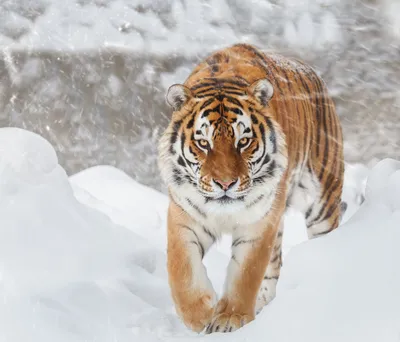 Как зимует уссурийский тигр: несколько фактов о полосатом хищнике | Пикабу