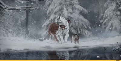 Скачать обои тигр, снег, зима, животное, snow tiger разрешение 1920x1200  #6713
