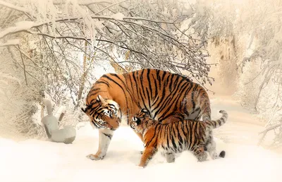 Картинки зима тигр фотографии
