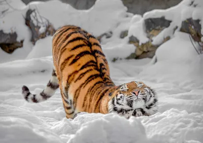 Онлайн пазл «Тигры зимой »