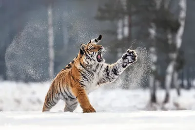 обои : Животные, снег, Зима, Тигр, Дикая природа, Большие кошки,  Бакенбарды, Фауна, Млекопитающее, Позвоночный, Крупным планом, Кошка как  млекопитающее 1366x768 - Defalt - 145211 - красивые картинки - WallHere