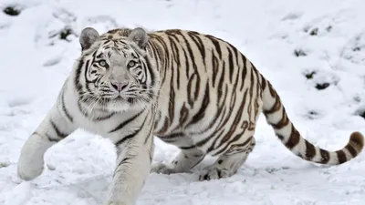 Тигр зимой » Рыжие тигры » Кошачья галерея » Magnus Felidae (Великие  Кошачьи) - красота и превосходство!