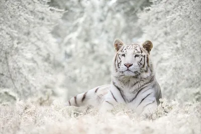 На Дальнем Востоке тигров ждёт суровая зима - goldenmost.ru