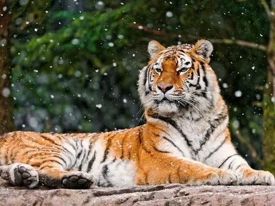 Скачать обои зима, снег, хищник, большая кошка, амурский тигр, раздел  животные в разрешении 1920x1080