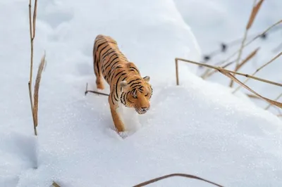 Купить картину по номерам 40х50 GX21757 «Тигр зимой» на ColorNumbers.RU