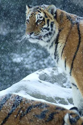 Тигр в снегу обои - 58 фото