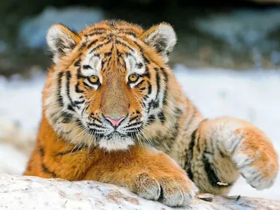 картинки : холодно, зима, Посмотреть, Дикая природа, Дикий, зоопарк, Кот,  Млекопитающее, Хищник, Закрыть, Фауна, Бакенбарды, Тигр, Животные,  Позвоночный, Нюрнберг, Tiergarten, Опасный, тигренок, Молодое животное,  Большие кошки, Молодой тигр, Кошка как ...