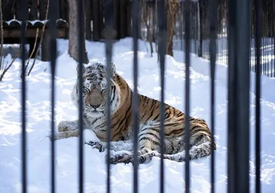 Зимой тигр крадется по снегу | Премиум Фото