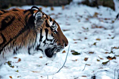 Скачать 800x1200 тигр, хищник, снег, зима, стоять обои, картинки iphone  4s/4 for parallax