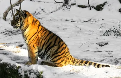 Маленький Тигр Сибирской, Зима В (Panthera Тигр Altaica) Стоковые  Фотографии | FreeImages