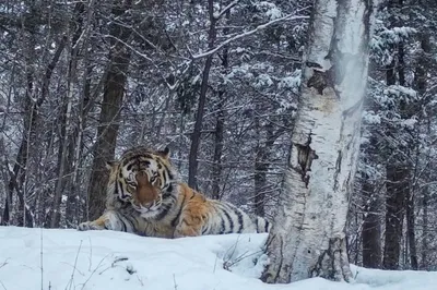 Как зимует уссурийский тигр: 6 фактов о полосатом хищнике | Приключения  натуралиста | Дзен