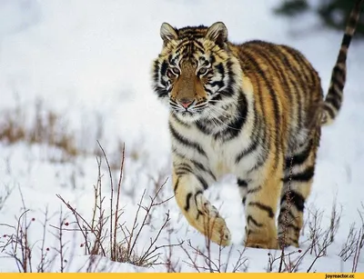 Амурский тигр в дикой зимней природе Типичная зима в Тайге Пантера тигрис  альтайка Стоковое Изображение - изображение насчитывающей зима, бобра:  164742447