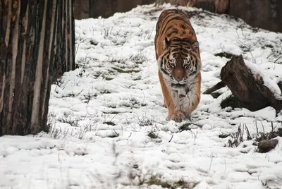 Голодная зима угрожает амурским тиграм из-за природных аномалий — Новости  Хабаровска