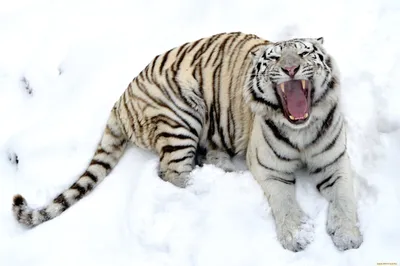 большие кошки :: зима :: тигры / смешные картинки и другие приколы:  комиксы, гиф анимация, видео, лучший интеллектуальный юмор.
