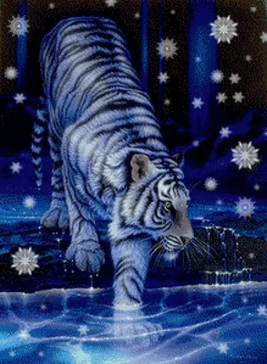 Снежный тигр - 61 фото | Снежный тигр, Тигр, Кошачьи
