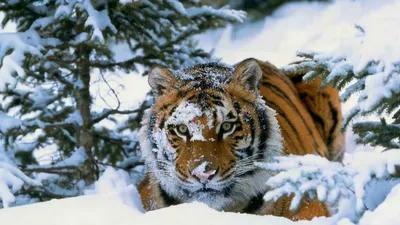 Как зимует уссурийский тигр: несколько фактов о полосатом хищнике | Пикабу