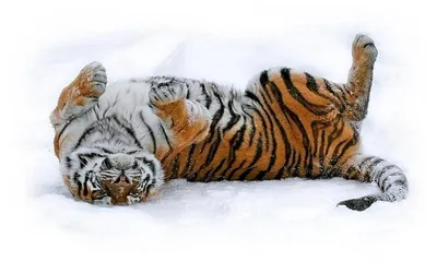 Взрослый тигр зимой гуляет по своим владениям | Премиум Фото