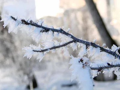 Зимы ждала, ждала природа: когда в Казахстане выпадет снег - 29.11.2023,  Sputnik Казахстан