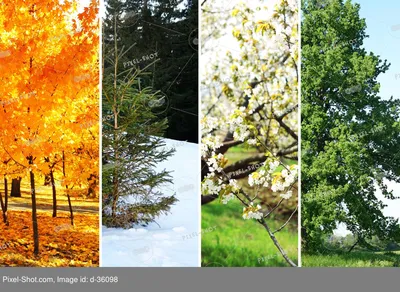 4 сезона. Зима, весна, лето, осень. Стоковое Изображение - изображение  насчитывающей листья, флора: 37358609