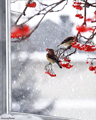 Картинки зима за окном фотографии