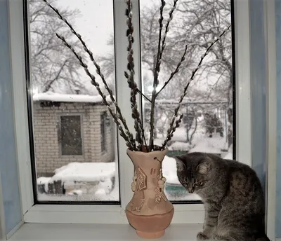 зима за окном :: Елена – Социальная сеть ФотоКто