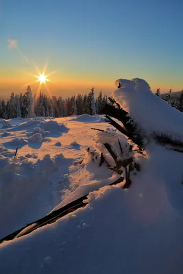 Зима закат лес - 81 фото