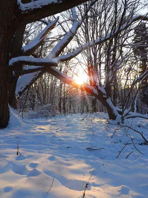 Зимний закат красиво.» — создано в Шедевруме