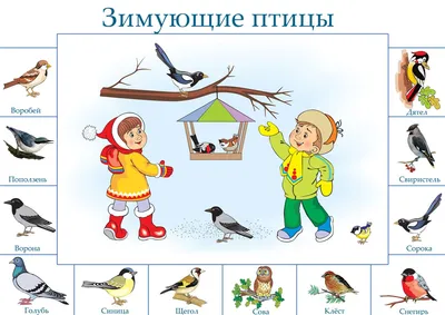 Птичья столовая: как сделать кормушку для пернатых и чем кормить птиц зимой