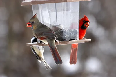 Кормушки для птиц зимой (139 фото) - 139 фото