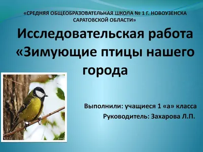 Как правильно кормить птиц зимой? Скачать плакат для распечатки - tavika.ru  | Птицы, Плакат, Дети
