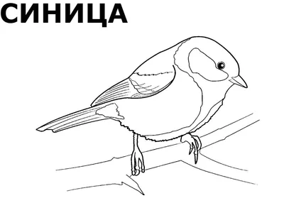 Картинки зимующих птиц для раскрашивания