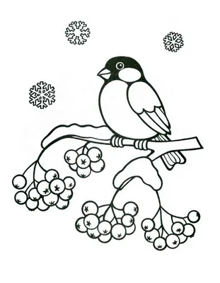Картинки зимующих птиц для раскрашивания фотографии