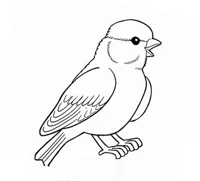 Раскраски Зимующие птицы для детей 6 7 лет (37 шт.) - скачать или  распечатать бесплатно #2440