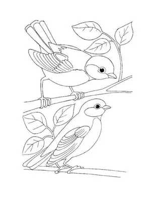 Птицы Зимующие Раскраски Для Детей - 70 фото