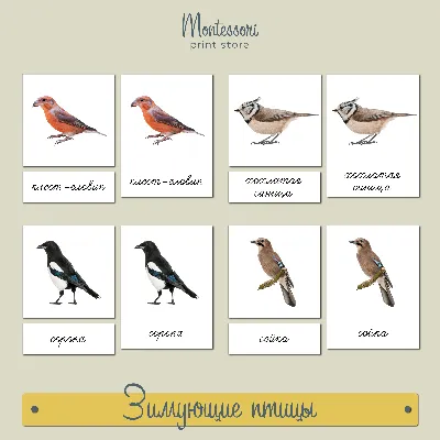Картинки зимующих птиц россии