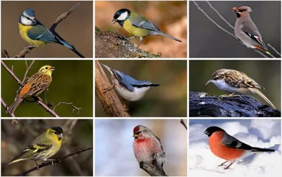 15 января — Всероссийский день зимующих птиц!